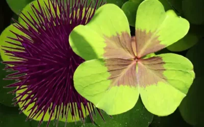 Crises hémorroïdaires : de l’oursin au trèfle…